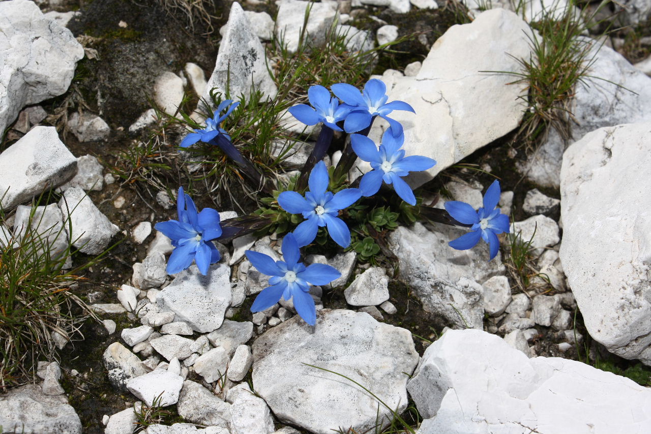 Gentiana terglouensis